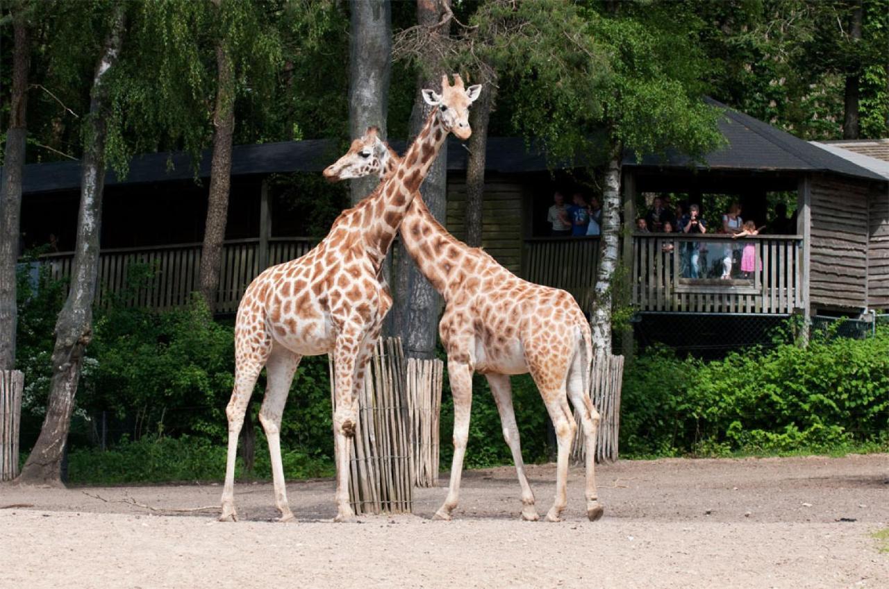 Comfort Rooms By Europarcs De Hooge Veluwe อาร์นเฮม ภายนอก รูปภาพ